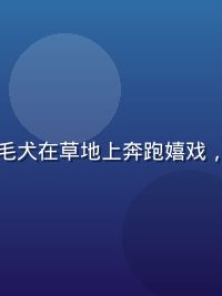 蜜桃视频萌宠日常内容封面，金毛犬在草地上奔跑嬉戏，阳光洒落皮毛金光闪闪画面温馨